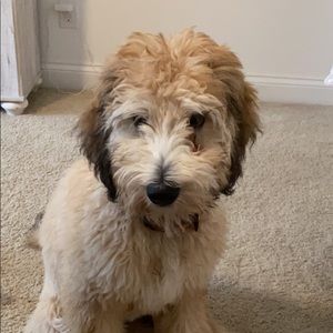 Meet your Posher, Payton